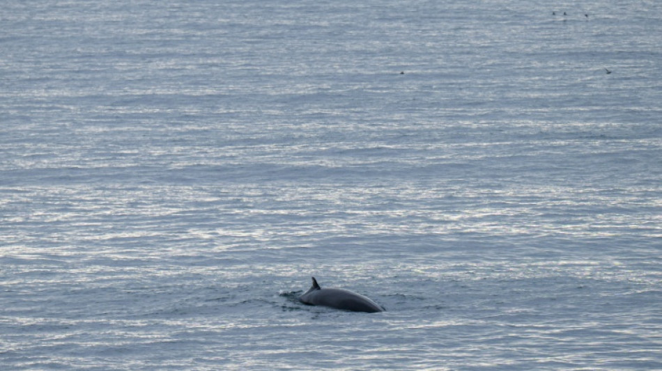 Islandia presentar&aacute; un proyecto de ley para poner fin a la caza de ballenas