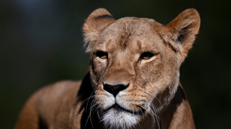Tres leonas mueren en un zool&oacute;gico de Tokio por supuesto golpe de calor