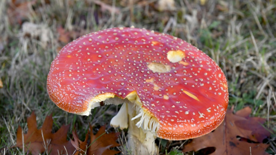 Saison des champignons: plus de 600 intoxications d&eacute;j&agrave; recens&eacute;es