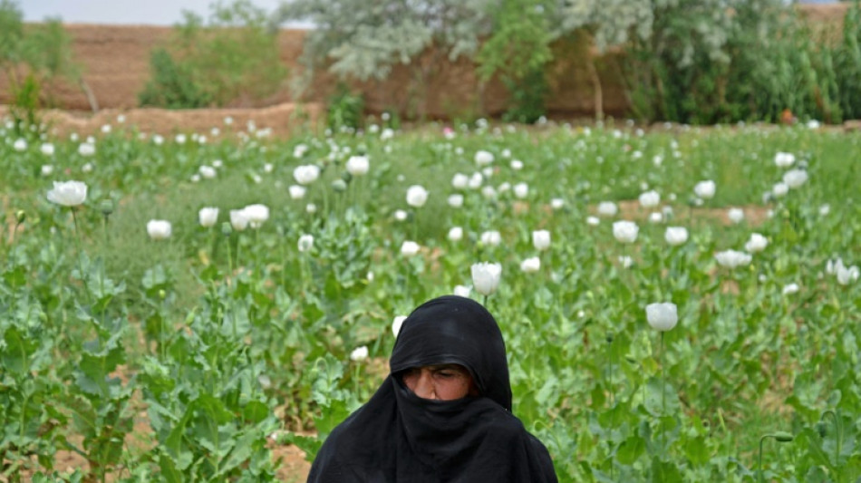 En Afghanistan, les agriculteurs d&eacute;laissent le pavot &agrave; contrecoeur