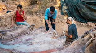 Skeleton of huge dinosaur unearthed in Portugal