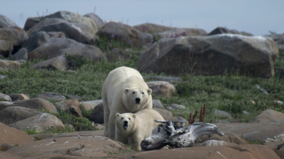 Polar bears struggling to adapt to longer ice-free Arctic periods