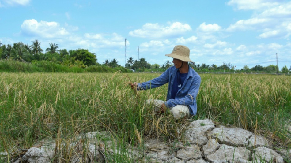 Recrudecimiento de episodios de calor extremo lleva a la agricultura mundial "al l&iacute;mite"