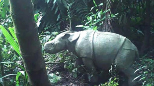 Rare Javan rhino calf spotted in Indonesia