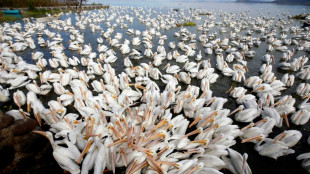 Mexican town hopes pelicans will help tourism take off
