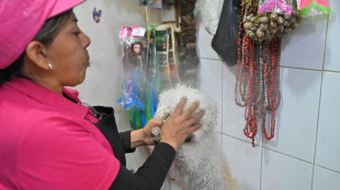 Cleaning the chakras of Ecuador's cats and dogs