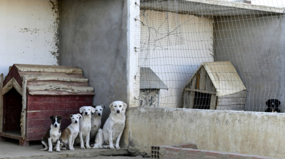Dangerous stray dogs pose culling dilemma in N.Africa