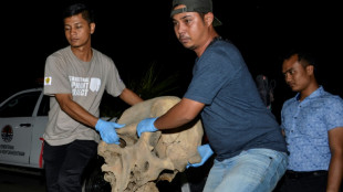 Indonesia jails poachers over killing of 5 Sumatran elephants