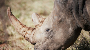 Fear for rhinos as poachers kill 500 in South Africa