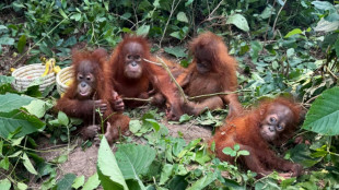 Des b&eacute;b&eacute;s orangs-outans sympt&ocirc;mes du bond du trafic d'animaux en Inde