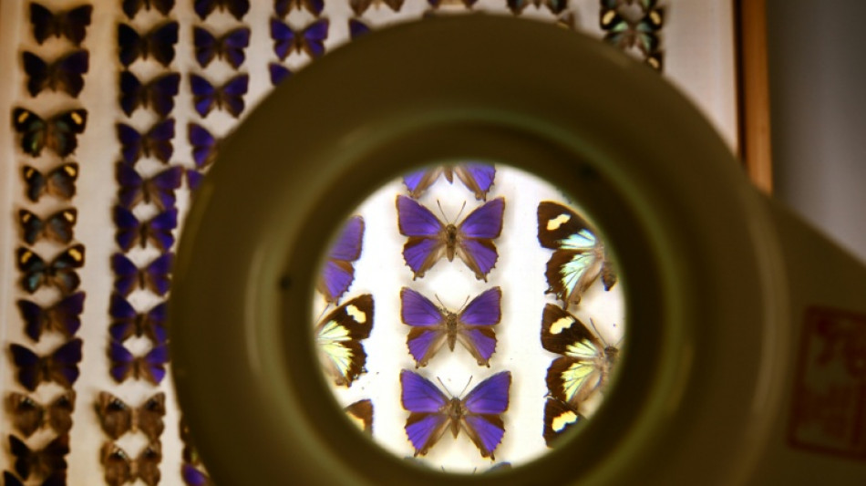 Australian scientists grapple with 'despicable'  butterfly heist