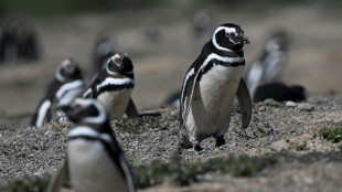Fazendeiro &eacute; condenado na Argentina por matan&ccedil;a de centenas de pinguins