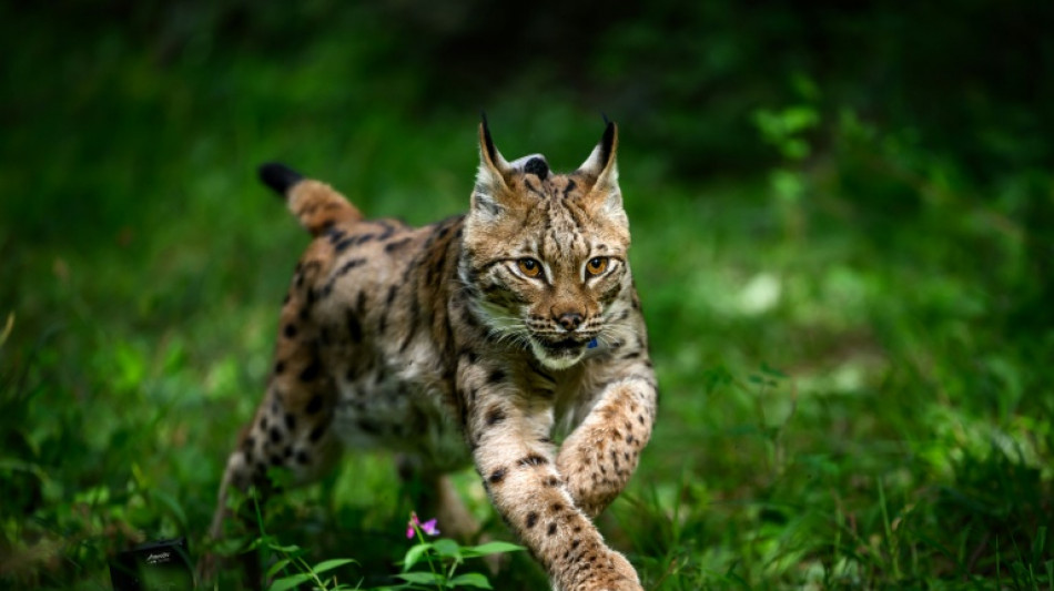 Condenan a una mujer en Francia por matar a un lince que atac&oacute; a una gallina suya
