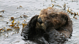 Return of hungry sea otters protects key coastal ecosystem: study