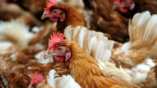 China heat wave pushes up prices as hens lay fewer eggs