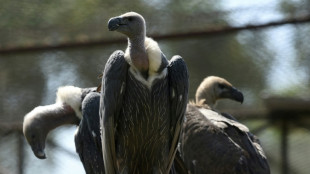 Over 150 endangered vultures poisoned to death in southern Africa