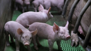 Weitere 2500 Ferkel sterben bei neuem Feuer in nieders&auml;chsischem Mastbetrieb