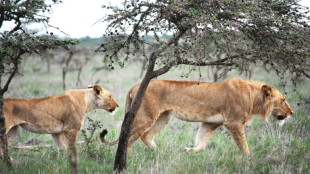 How an invasive ant caused lions to change their diet
