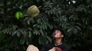 Heatwave hammers Thailand's stinky but lucrative durian farms
