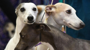 Which dogs live the longest? Small ones with long noses