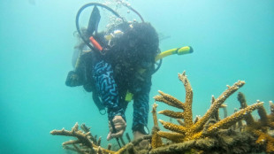 De p&ecirc;cheurs &agrave; jardiniers des mers: la restauration des coraux en Colombie