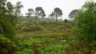 Mapping Ireland's peatlands to help cut carbon emissions