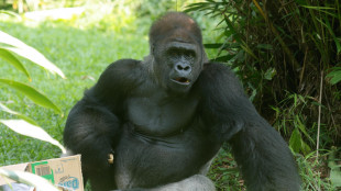 Dai geni dei gorilla nuovi indizi sull'infertilit&agrave; maschile