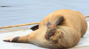 Walrus that attracted crowds in Oslo fjord euthanised: officials
