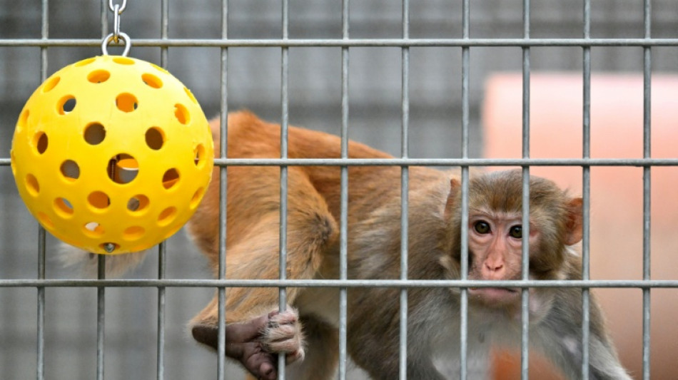 US medical agency will scale back testing on monkeys