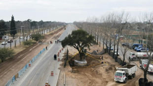 En Argentine, sur le trac&eacute; d'une route, l'arbre de la discorde